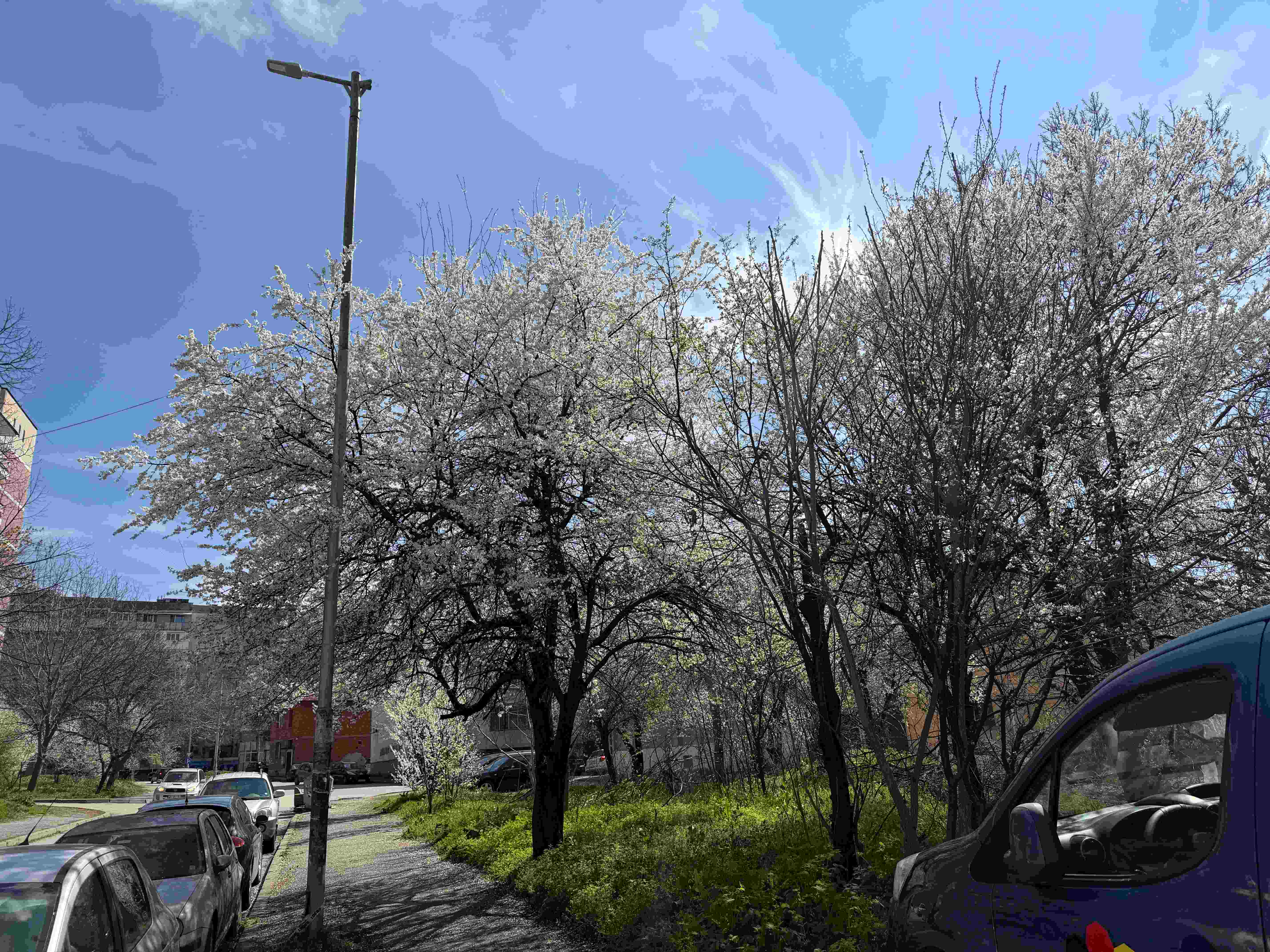 ブルガリアの春 — 街路樹が満開の白い花で覆われる穏やかな住宅街の風景 / Spring in Bulgaria — peaceful residential streets lined with cherry blossoms